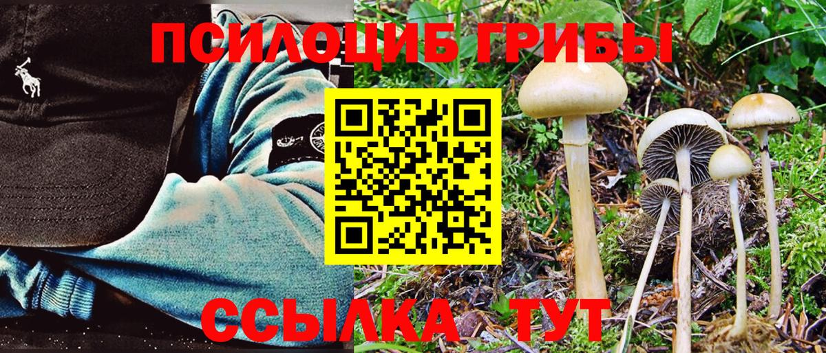 Псилоцибиновые грибы Psilocybe  Галлюциногенные грибы Psilocybine cubensis  купить   Череповец 
